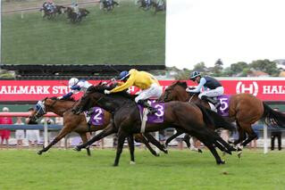 Savile Row (NZ) coming out on top in the Listed Hallmark Stud Handicap. Photo: Trish Dunell